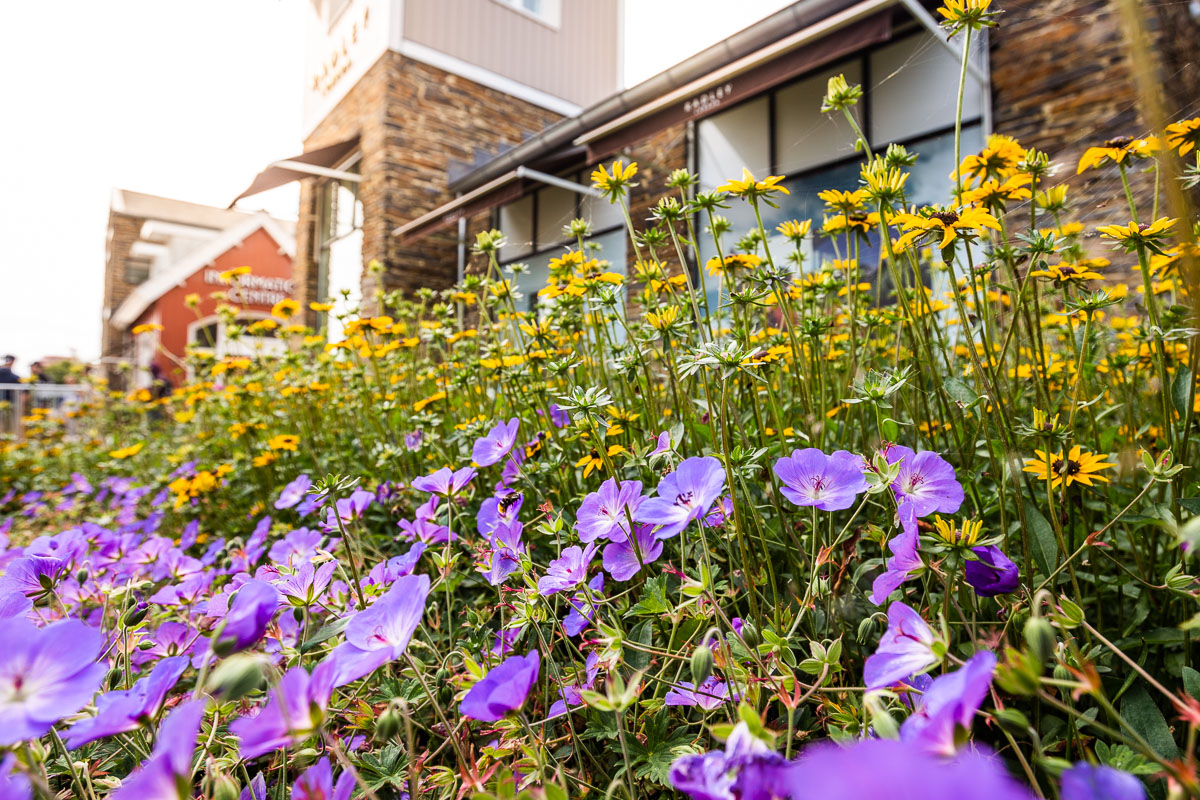 1200px-bloemen